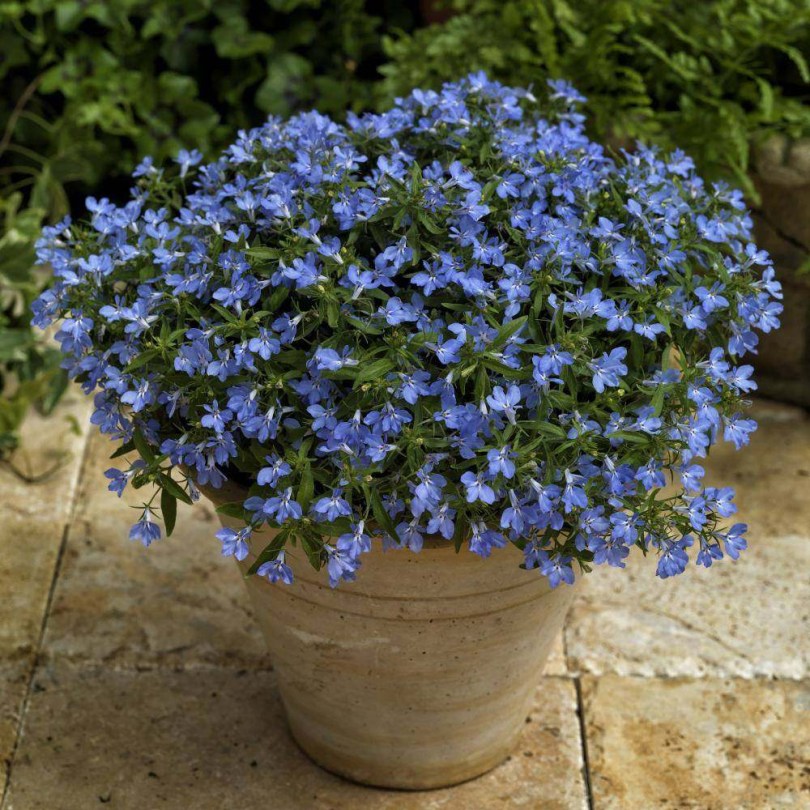 Rózsaszín törpe lobélia Rosamond - Lobelia erinus, Lobelia erinus, virág